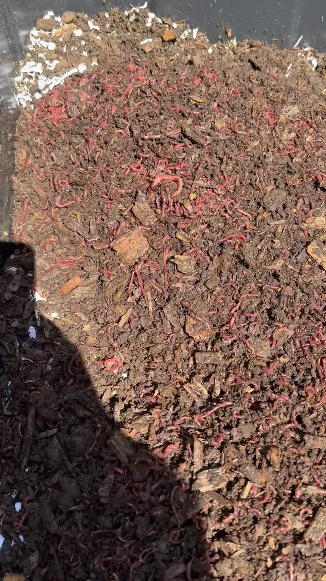 Real worms and material in the Soily production process